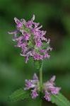 Dcim5087/DSC_0555