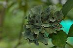 Dcim5087/DSC_0585