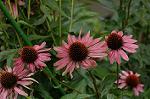 Dcim5087/DSC_0592