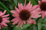 Dcim5087/DSC_0593