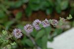 Dcim5087/DSC_0610