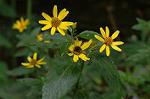 Dcim5087/DSC_0657