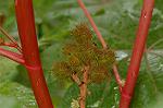 Dcim5087/DSC_0681