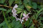 Dcim5088/DSC_0707
