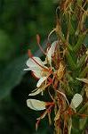 Dcim5088/DSC_0745