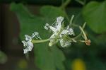 Dcim5088/DSC_0789