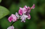 Dcim5089/DSC_0864