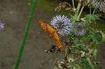 Dcim5090/DSC_0988
