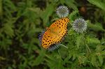 Dcim5090/DSC_0992
