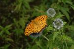 Dcim5090/DSC_0993