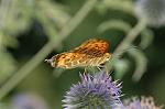 Dcim5090/DSC_1043