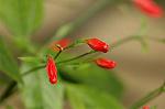 Dcim5105/DSC_2752