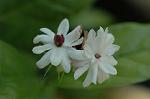 Dcim5105/DSC_2766