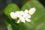 Dcim5105/DSC_2768