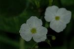 Dcim5108/DSC_2813
