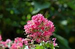 Dcim5117/DSC_3639