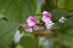 Dcim5119/DSC_3911