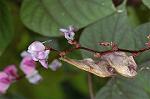 Dcim5119/DSC_3913