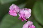 Dcim5119/DSC_3915