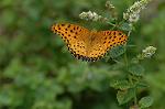 Dcim5119/DSC_3924