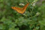 Dcim5119/DSC_3926