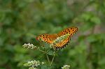 Dcim5119/DSC_3928