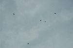 Dcim5129/DSC_4793