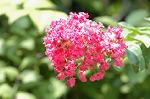 Dcim5136/DSC_5215