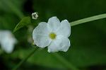 Dcim5136/DSC_5223