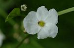 Dcim5136/DSC_5225