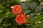 Dcim5136/DSC_5243