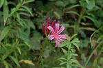 Dcim5136/DSC_5251