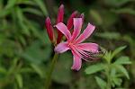 Dcim5136/DSC_5252