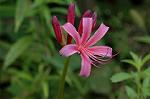 Dcim5136/DSC_5253