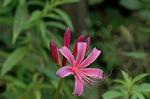 Dcim5136/DSC_5256