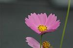 Dcim5148/DSC_6688