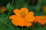 Dcim5148/DSC_6705