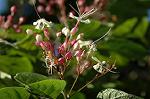 Dcim5174/DSC_8727