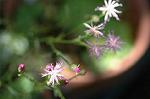 Dcim5200/DSC_1012