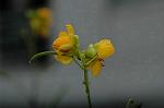 Dcim5201/DSC_1209