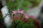 Dcim5217/DSC_2297