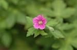 Dcim5218/DSC_2488