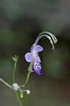 Dcim5218/DSC_2529