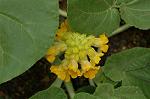 Dcim5219/DSC_2547