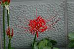 Dcim5220/DSC_2742