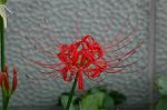 Dcim5220/DSC_2743