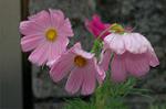 Dcim5220/DSC_2767