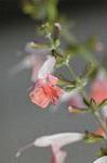 Dcim5220/DSC_2789
