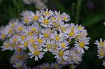 Dcim5233/DSC_3346