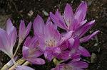 Dcim5233/DSC_3427